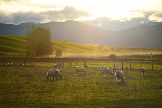 What is Merino Wool and Why Does FINDRA Choose It?