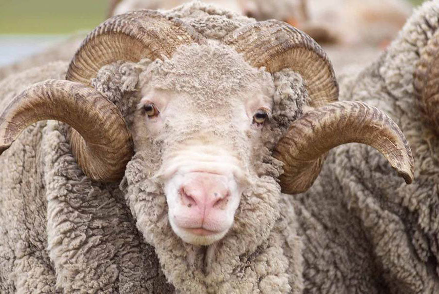 Merino wool Sheep