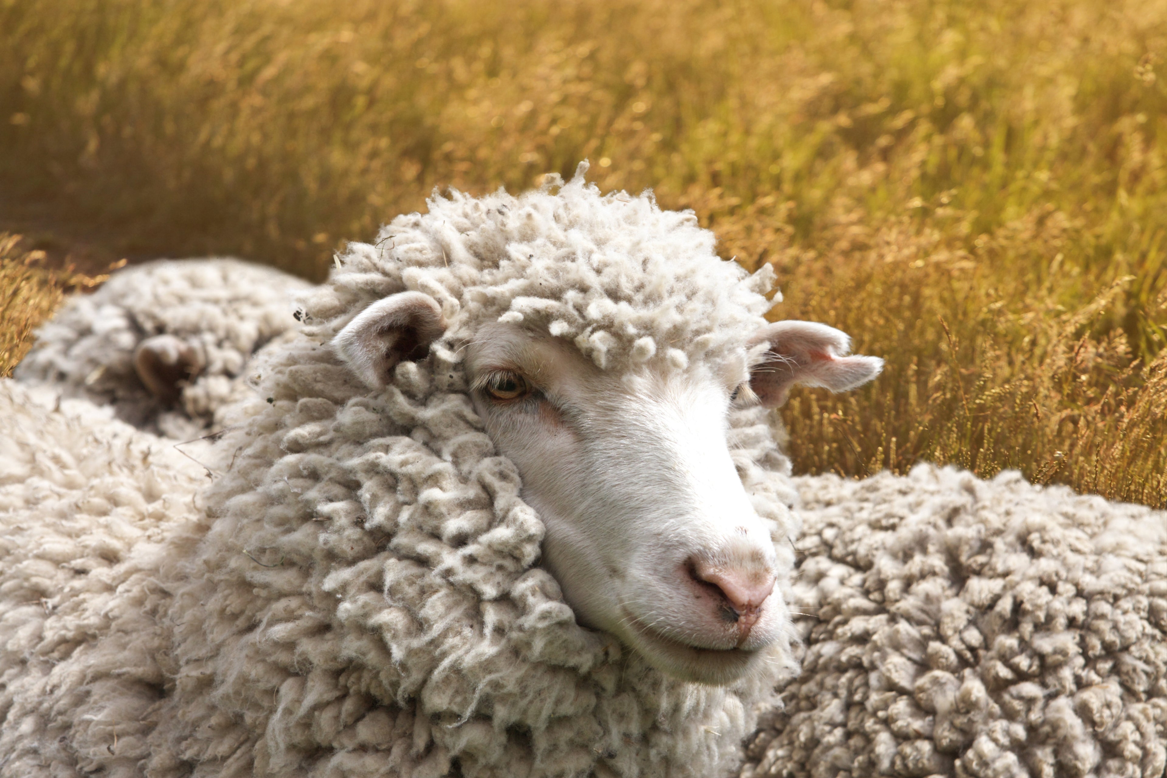 All about Merino Wool – FINDRA Clothing